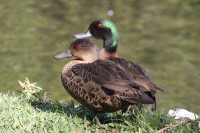 Lake Tuggerah Foreshore Walk